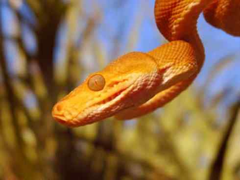 龙：传说的兽原型探秘（树蚺类）