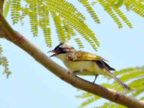 家禽驯化之源之三十（红耳鹎、领雀嘴鹎）