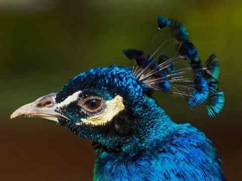 凤凰：传说中的鸟原型探秘（孔雀）