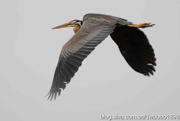 乌梁素海之草鹭鈥斺斈诿晒勰裥校ǘ）