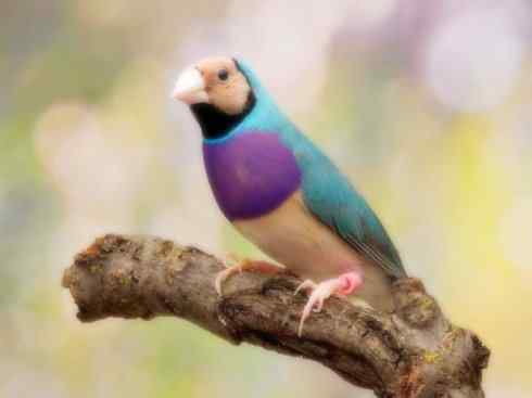 家禽驯化之源之十七