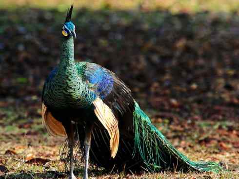 凤凰：传说中的鸟原型探秘（孔雀）