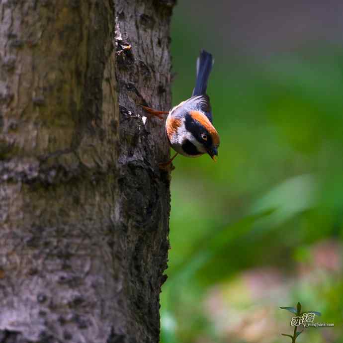 轻寒薄暖，再上川西