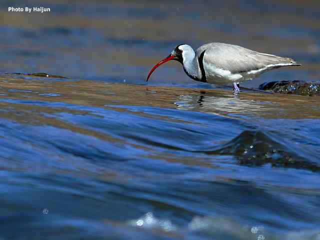 峡谷中观赏百态鹮嘴鹬