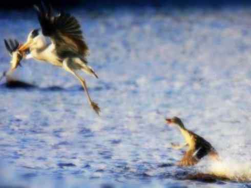 天生猎手：非猛禽类猎手之六（重量级的杀手——大型鹭鸟）