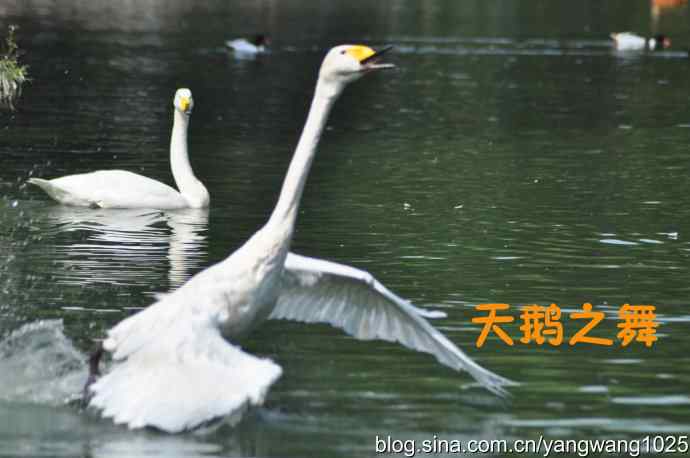 舞（天鹅之舞）