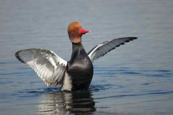 红嘴潜鸭的幸福生活