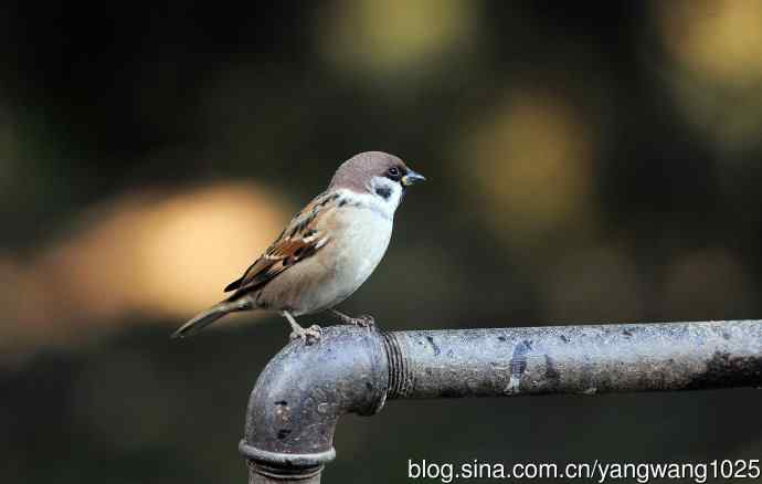 北京天坛公园的鸟类——喝水的麻雀