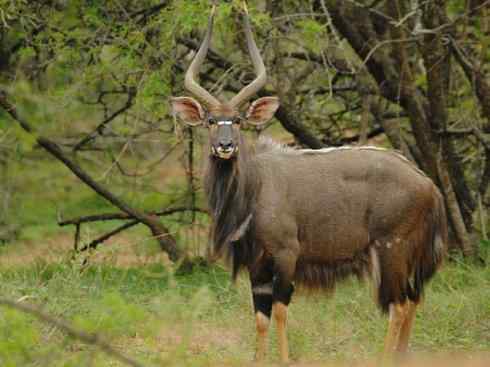 麒麟：传说的兽原型探秘（紫羚）