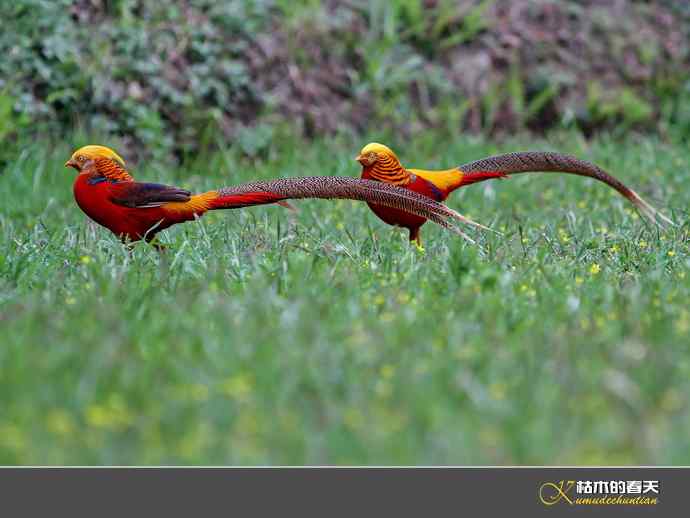 洋县拍鸟：红腹锦鸡
