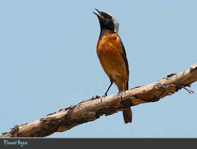蓝矶鸫和沿河城的那些鸟