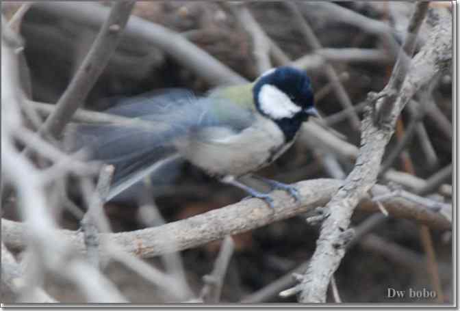 点击图片或使用键盘← →翻页