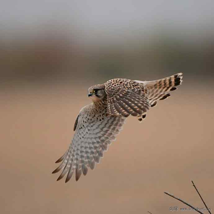 盘点野鸭湖(我的2012年) 盘点野鸭湖(我的2012年)