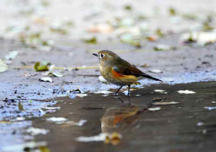 雌性红胁蓝尾鸲(7) 雌性红胁蓝尾鸲(7)