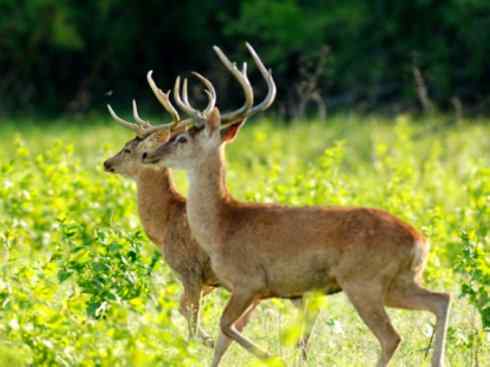 麒麟：传说的兽原型探秘（梅花鹿）