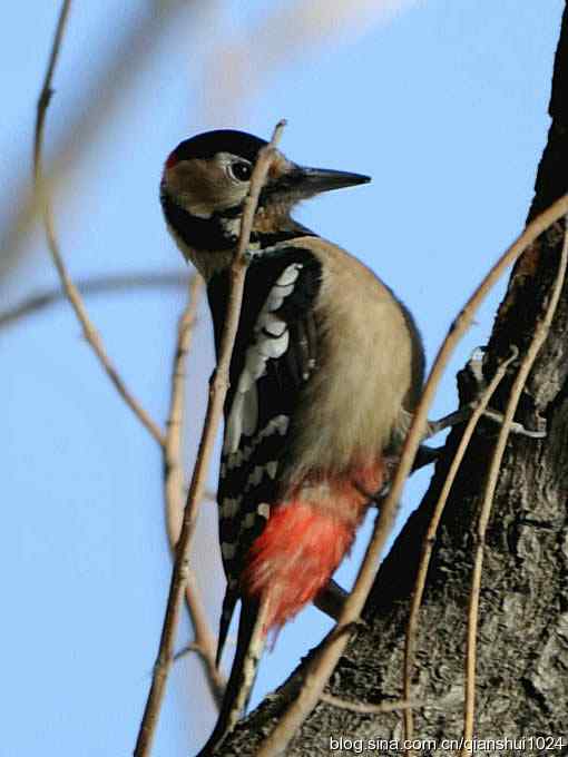 植物园里的大斑啄木鸟