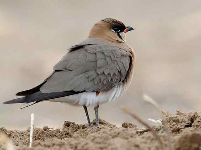野鸭湖：阿穆尔隼与普通燕鸻