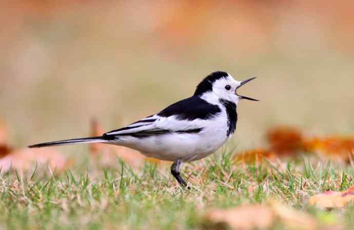 不期然间 wbr擦肩而过的缘分（一组红树林里的白鹡鸰）