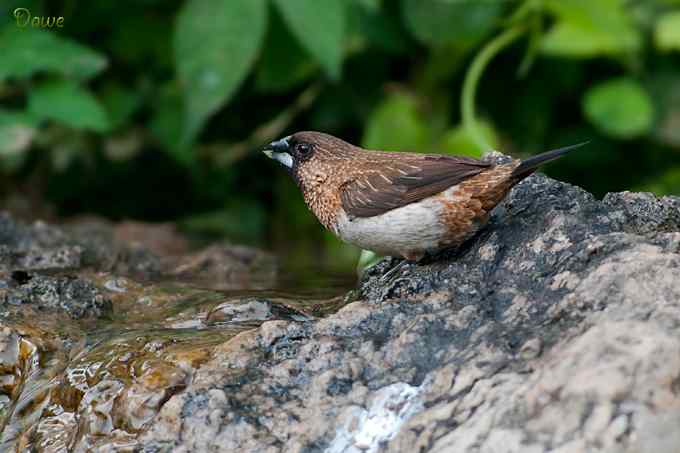 【新鸟】白腰文鸟*