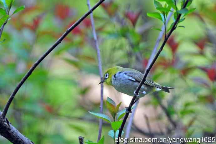 红胁绣眼鸟（12）