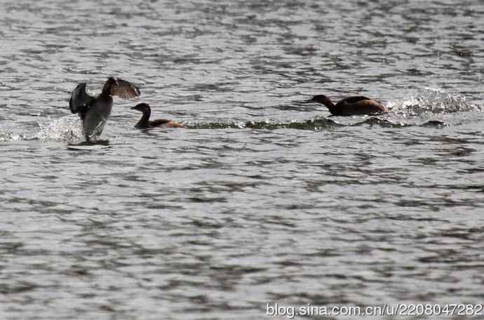159.试用大白---家族