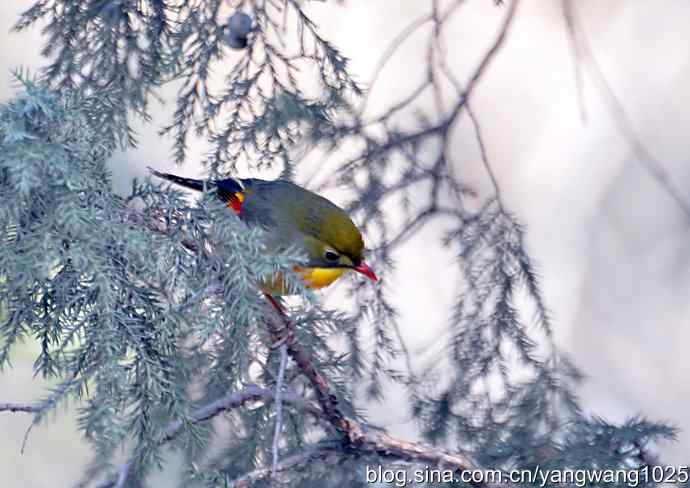 相思鸟 wbr2 相思鸟 wbr2