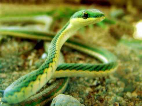 龙:传说的兽原型探秘(树蛇类) 龙:传说的兽原型探秘(树蛇类)