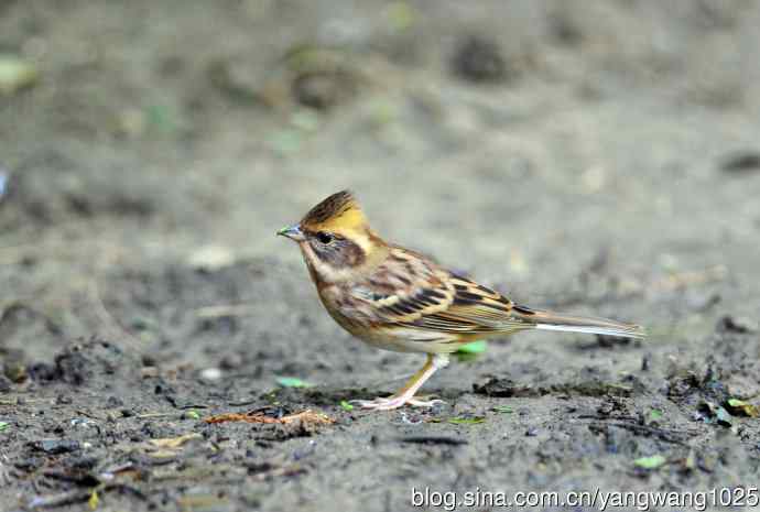 雌性黄喉鹀（3）