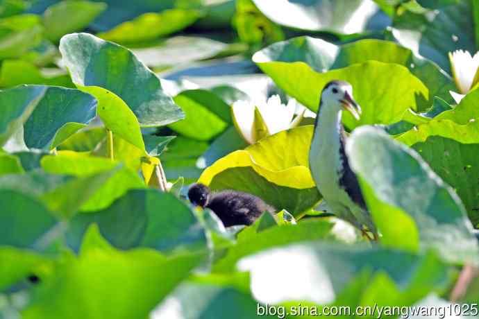白胸苦恶鸟宝宝出窝了（1）