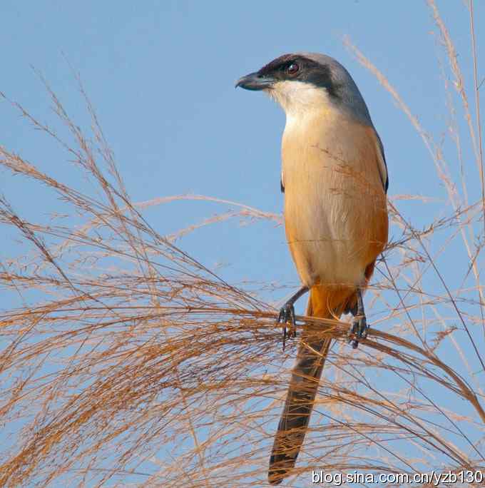 伯劳献瑞(组图) 伯劳献瑞(组图)