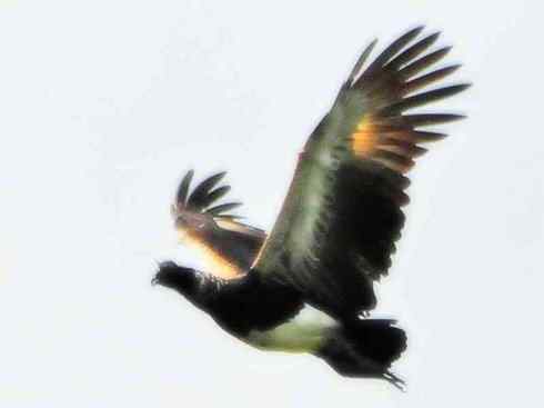 雁鸭之最之二 雁鸭之最之二