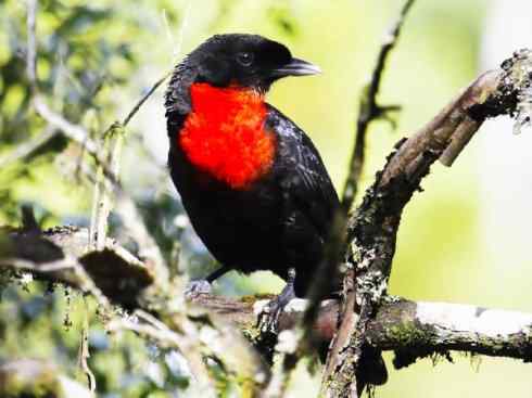 极品红色鸟类：深红紫伞鸟