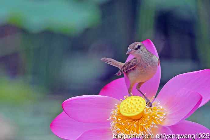 东方大苇莺与荷花（1）