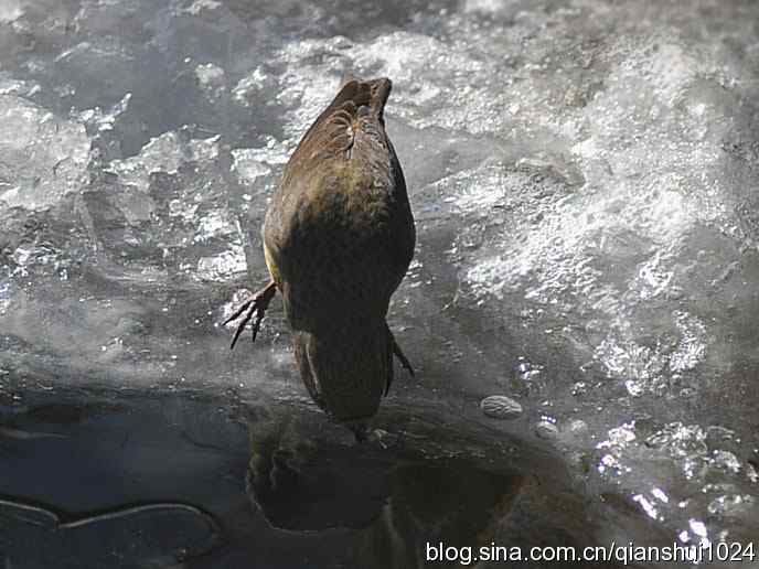 虎年最后一只鸟.交嘴雀(植物园)