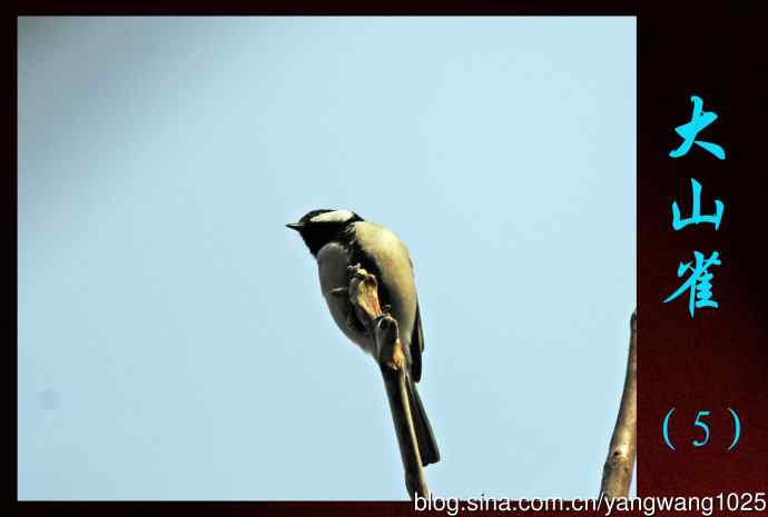 大山雀（5）
