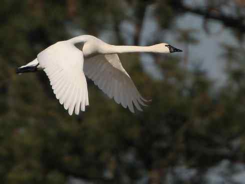 鸟类之最：漂泊信天翁