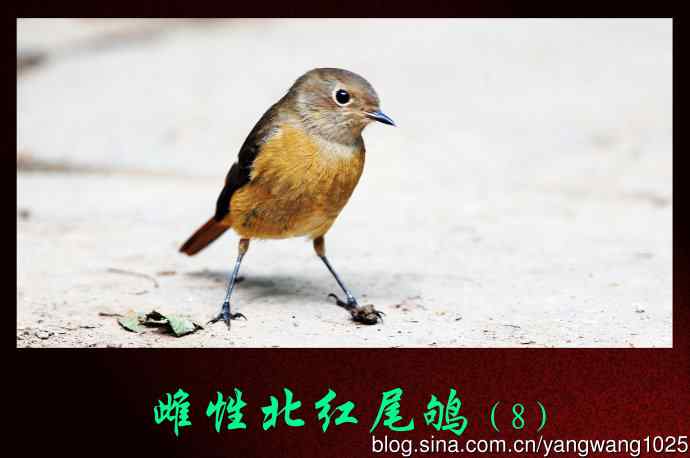 雌性北红尾鸲（8）