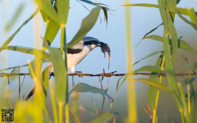 野鸭湖的楔尾伯劳和红尾伯劳