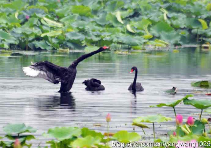欢乐的亲兄弟（记圆明园的三只小黑天鹅）