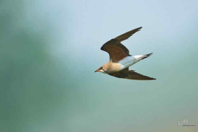 湖北襄阳的普通燕鸻 湖北襄阳的普通燕鸻