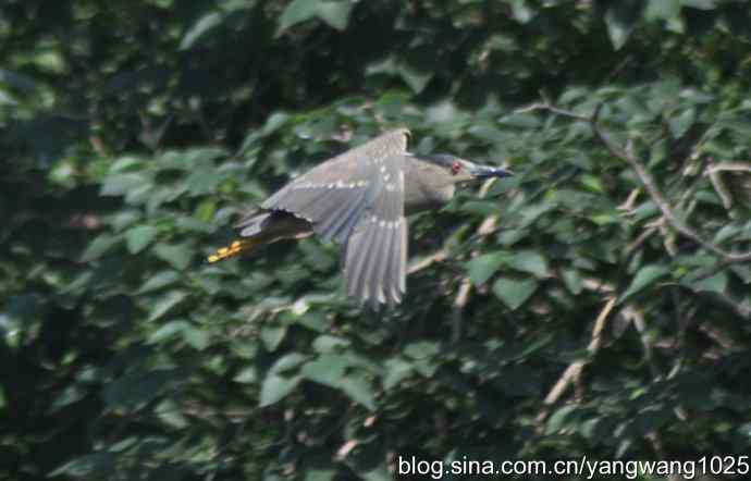 夜鹭(大丽抓拍) 夜鹭(大丽抓拍)