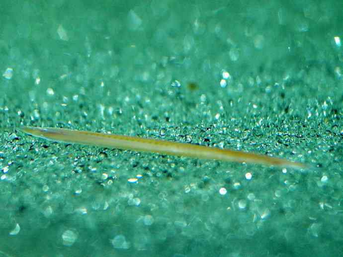 鱼类活化石:盲鳗 鱼类活化石:盲鳗