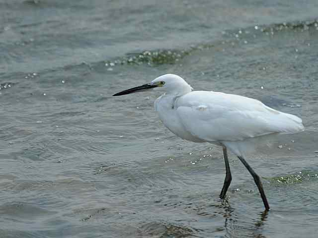 北戴河湿地演绎鸥鹭风情