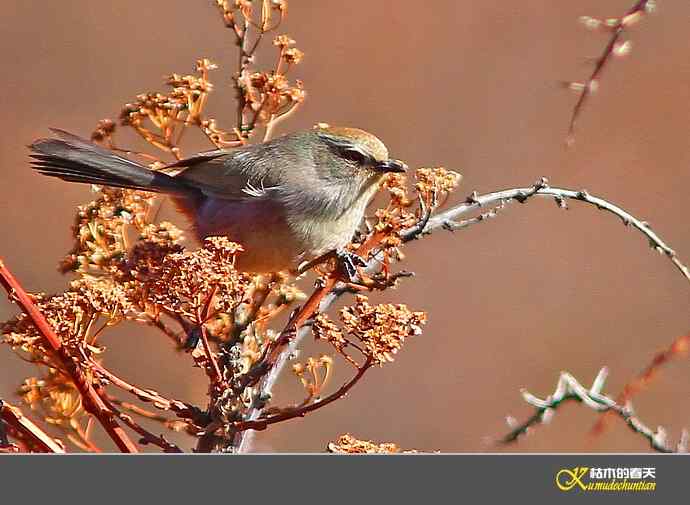 川西高原的美丽精灵-花彩雀莺【实拍】