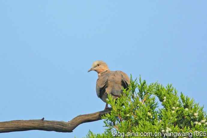 昨天的收获（杂片）