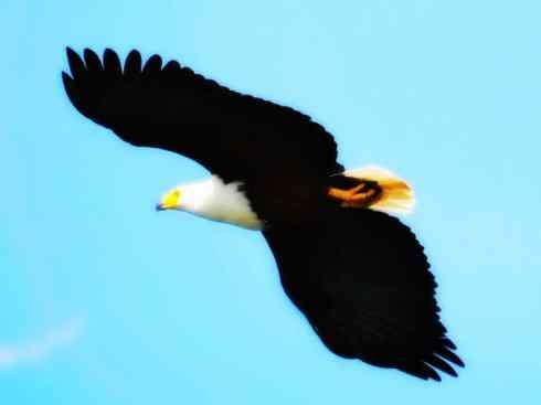 白头鸟系列:另类的美丽(吼海雕) 白头鸟系列:另类的美丽(吼海雕)