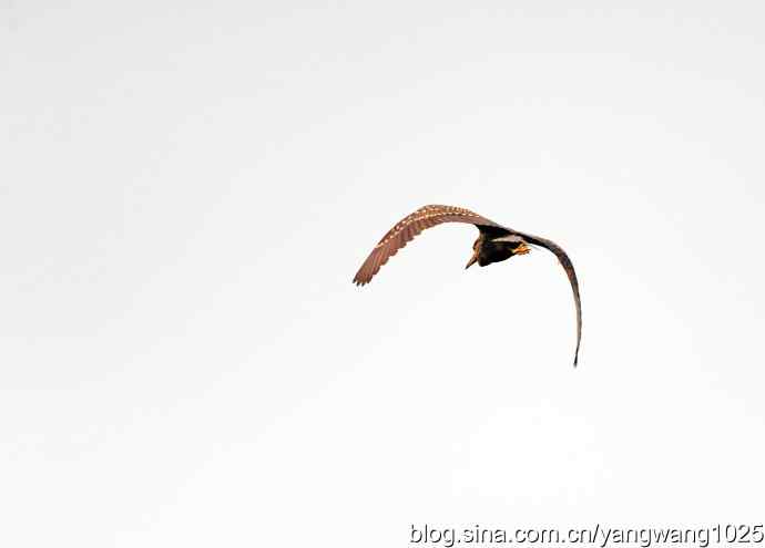 飞(夜鹭)31 飞(夜鹭)31