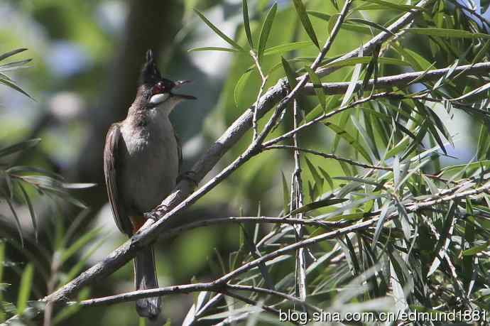 穷人大炮-量力而为之打鸟作乐