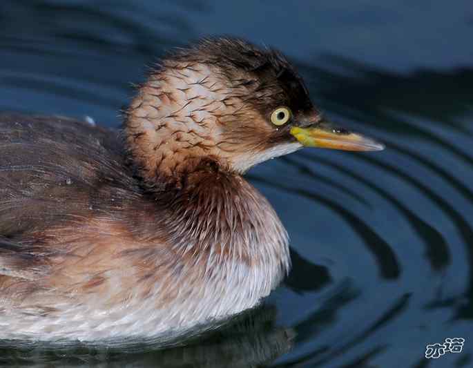 十渡的小（Pì）(Tī)