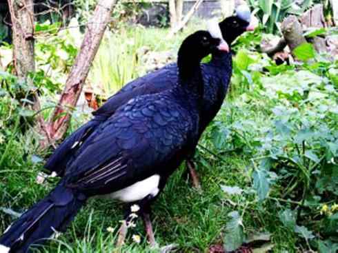 奇特的盔：盔凤冠雉